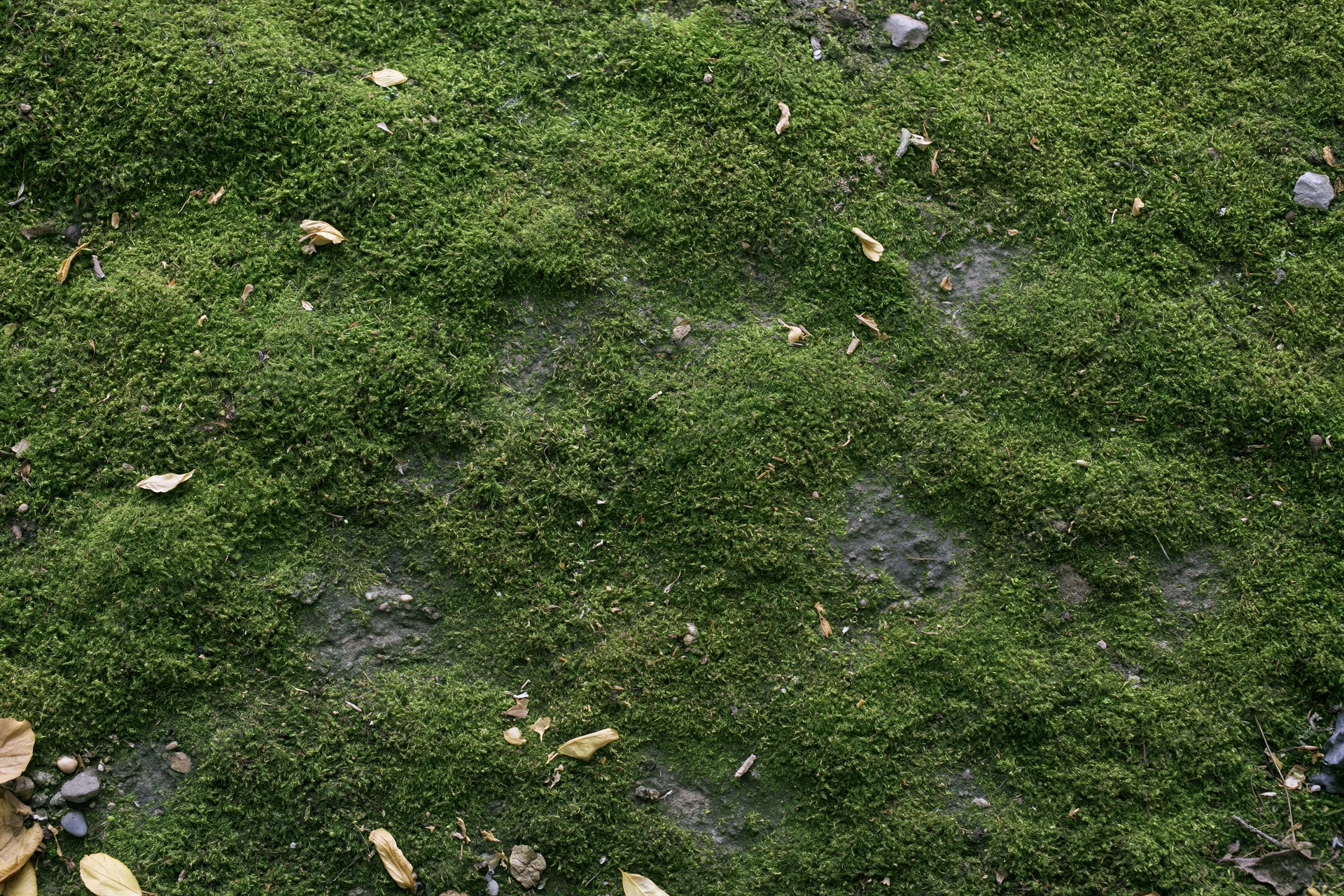 Dense green moss covering a flat stone surface in a forest floor setting