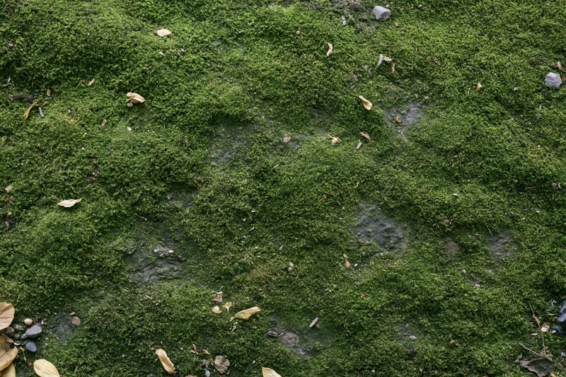 Dense green moss covering a flat stone surface in a forest floor setting