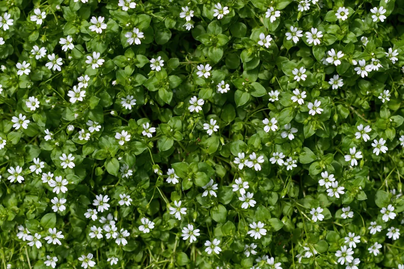 Dense ground cover of tiny white wildflowers among green leaves in a natural setting