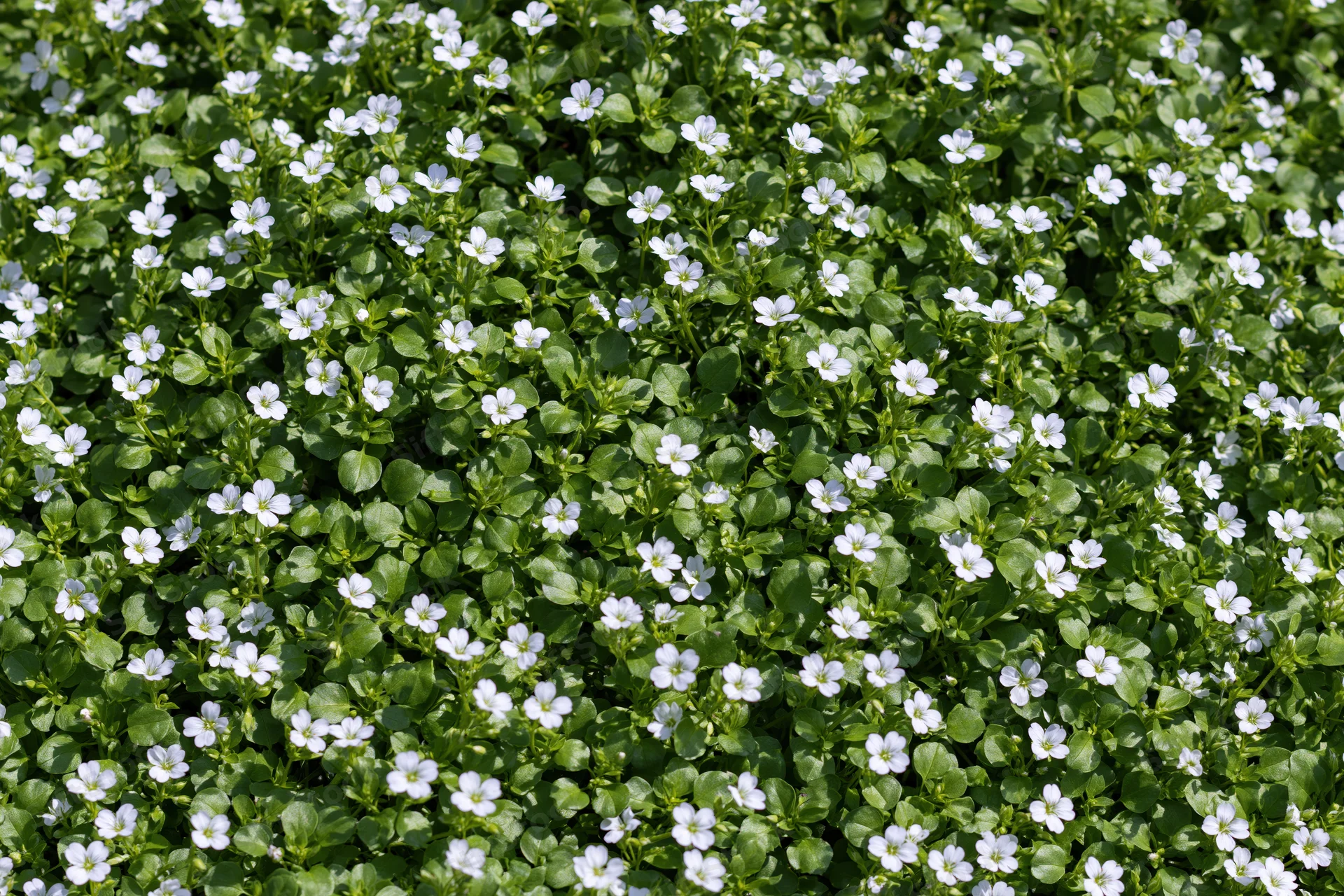 Dense ground cover of tiny white wildflowers blooming among green leaves in a garden setting