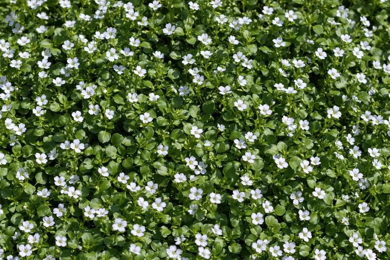 Ground cover of tiny white wildflowers with delicate petals