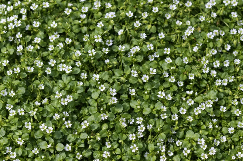 Dense ground cover of tiny white wildflowers among green leaves in a natural setting