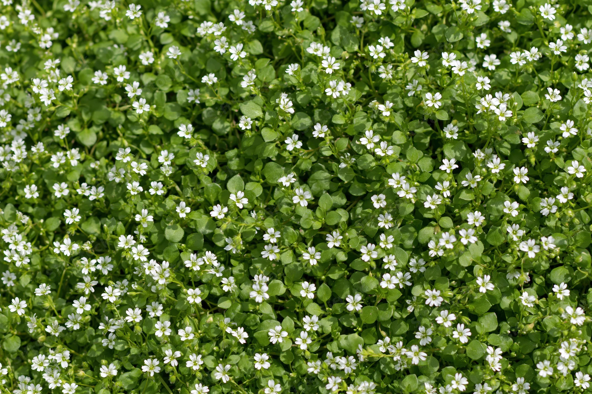 Dense ground cover of tiny white wildflowers among green leaves in a natural setting
