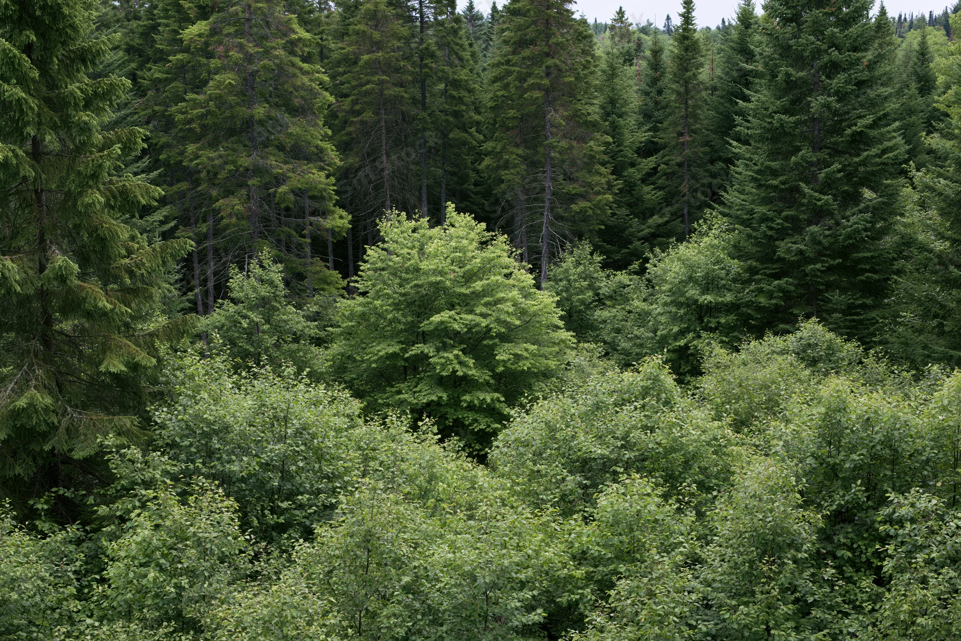 Dense mixed forest canopy viewed from above with evergreen and deciduous trees