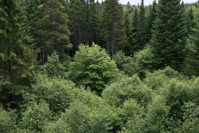 Dense mixed forest canopy viewed from above with evergreen and deciduous trees