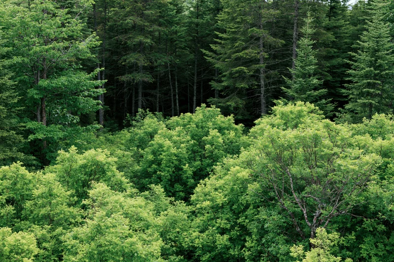 Dense mixed forest canopy viewed from above with evergreen and deciduous trees in summer daylight