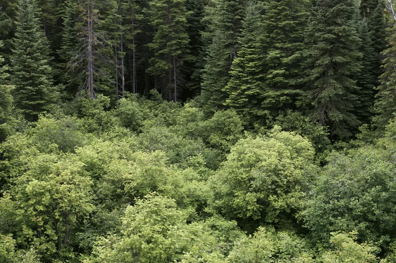 Dense mixed forest canopy viewed from above with evergreen and deciduous trees forming layered green foliage