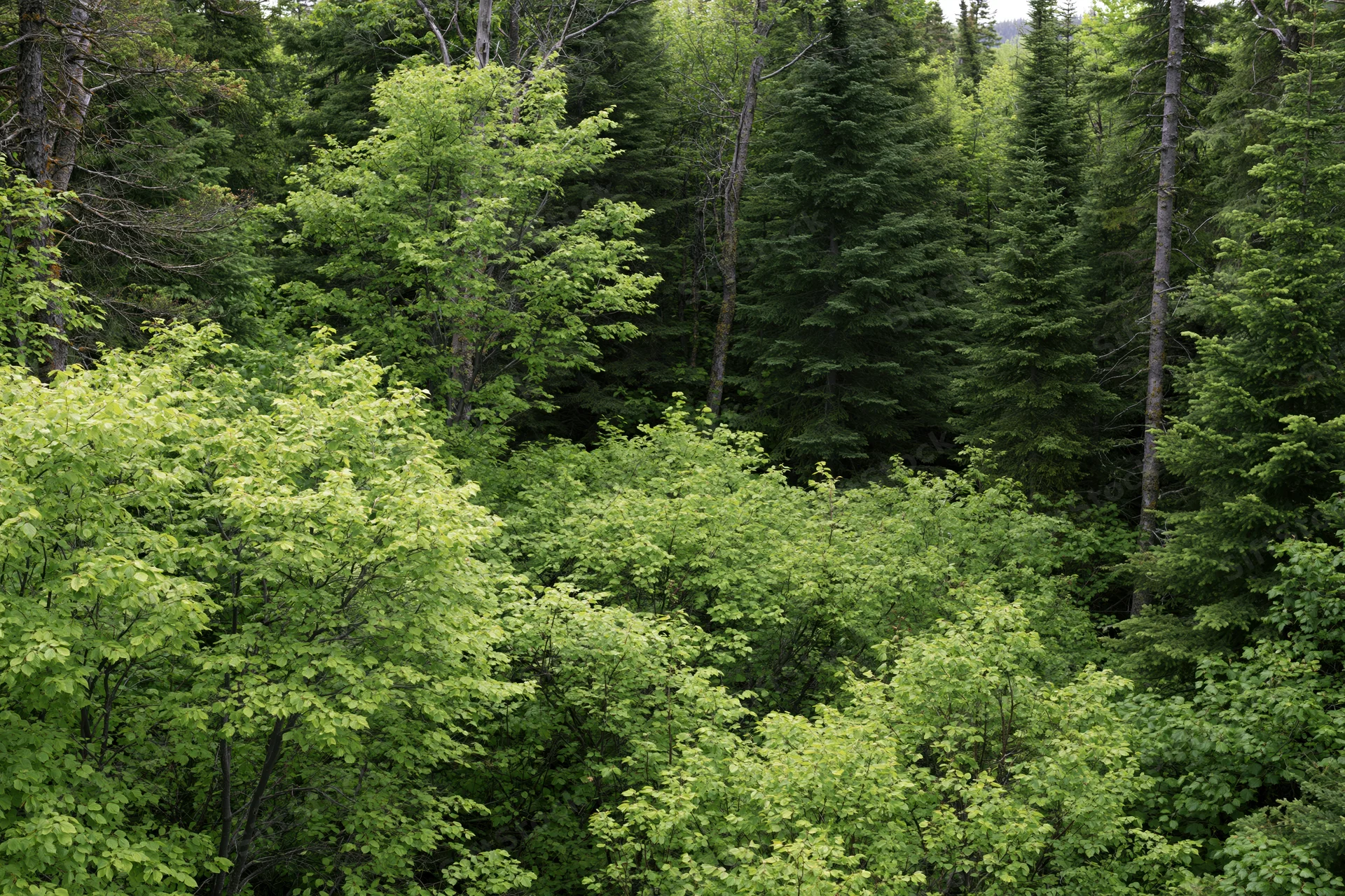 Dense mixed forest canopy viewed from above with green foliage and tree trunks