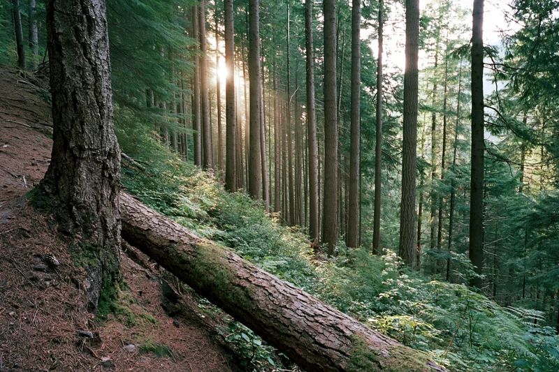 Sunlight filtering through tall pine and spruce trees in a dense forest interior with a fallen log on a sloped forest floor