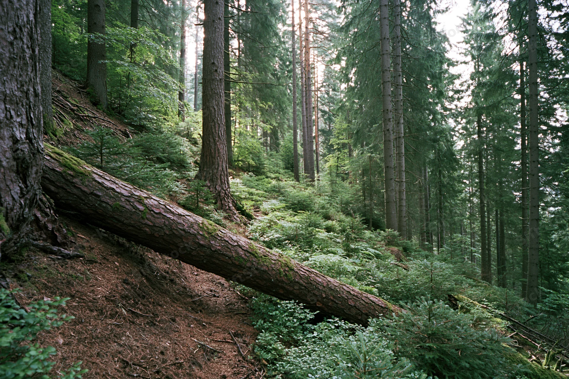 Dense forest interior with tall pine and spruce trees and a fallen log on a sloped groundcover