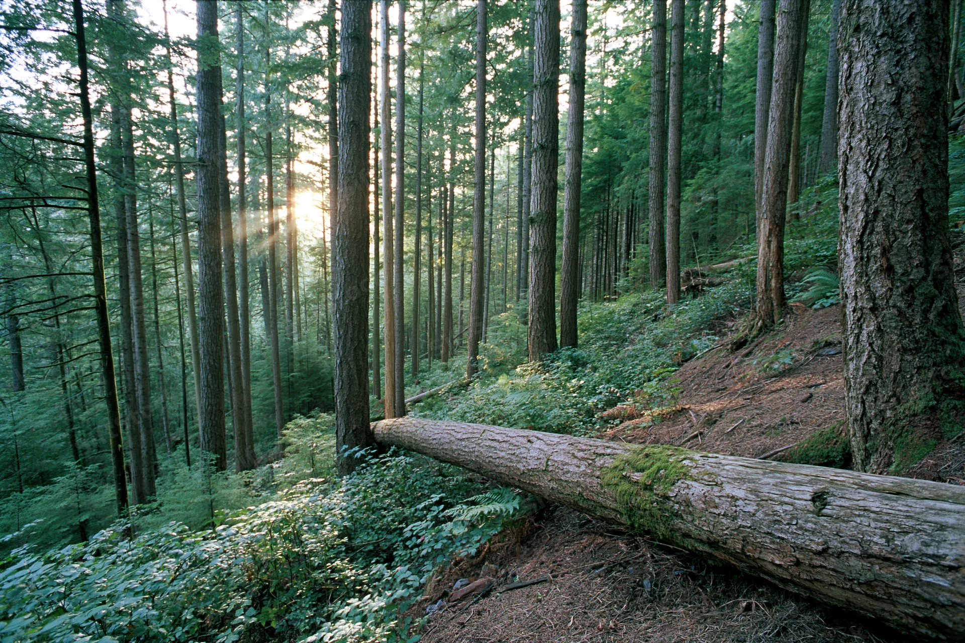 Sunlight filtering through tall pine and spruce trees in a dense forest interior with a fallen log on the forest floor
