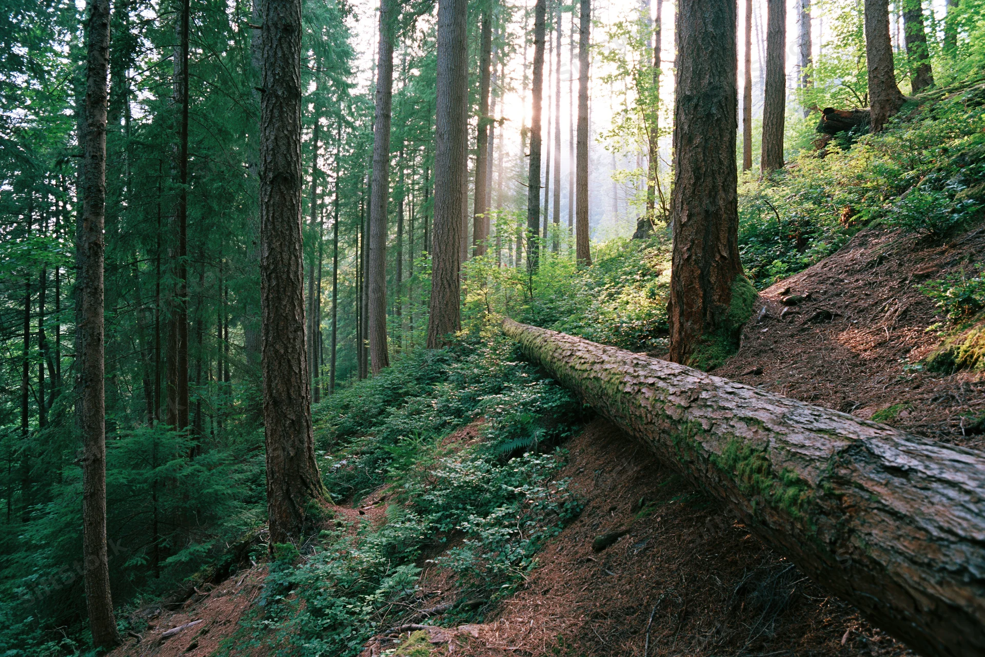 Dense forest interior with tall pine and spruce trees and a fallen log on a sloped forest floor