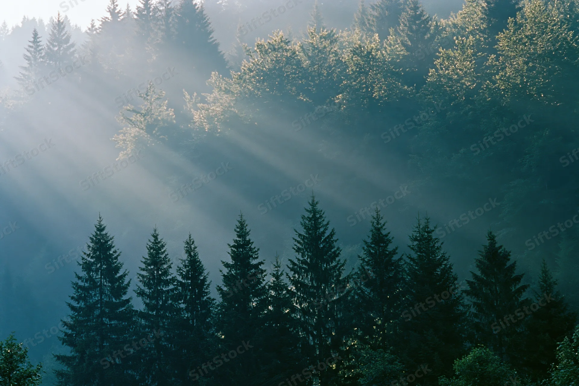 Sunlight streaming through misty spruce forest on mountain slope