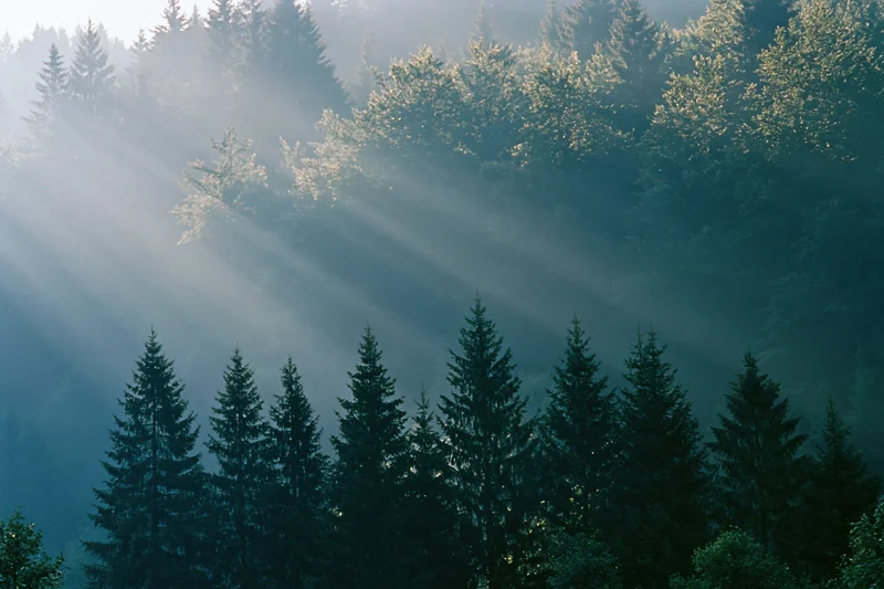 Sunlight streaming through misty spruce forest on mountain slope