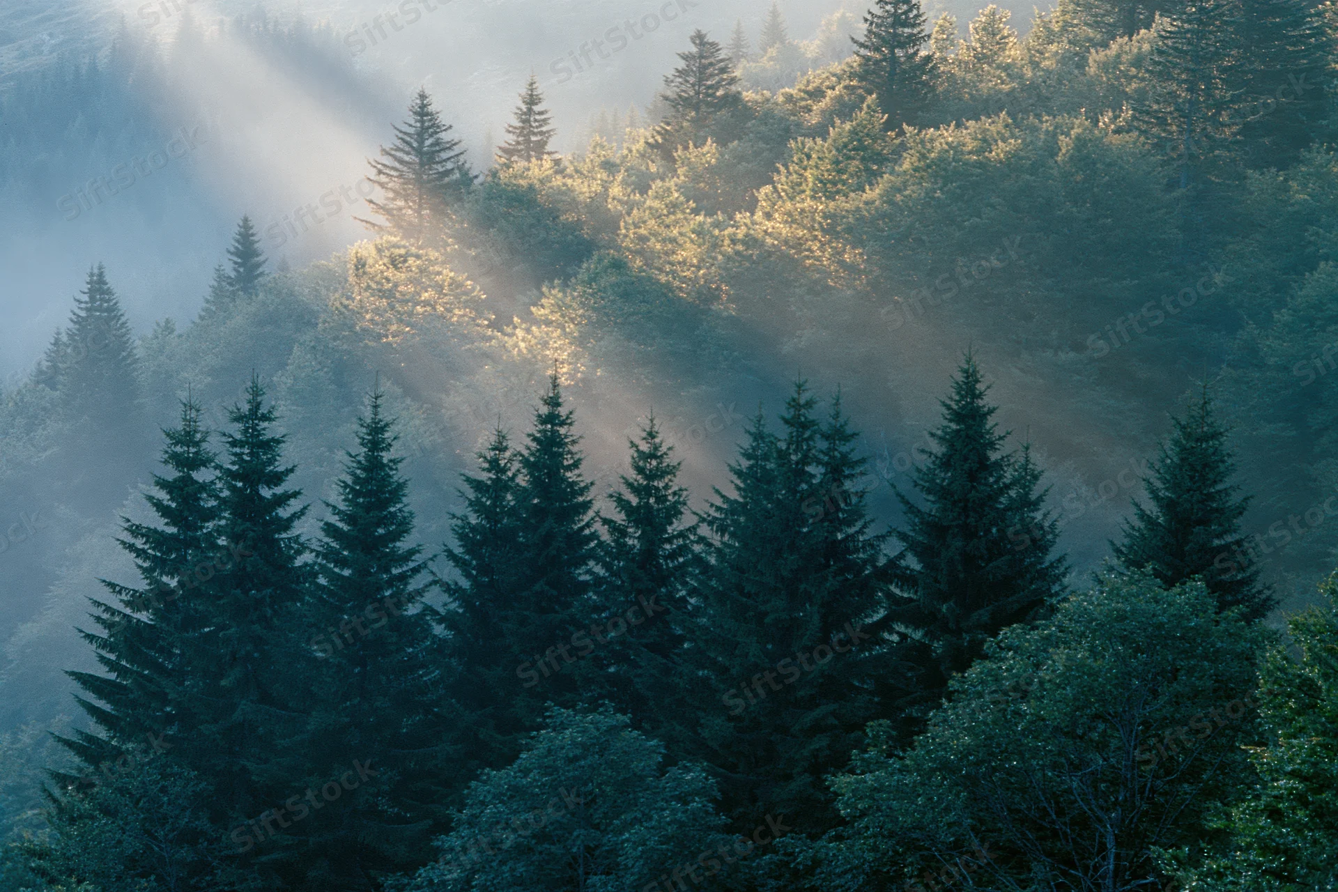 Dense spruce forest on a mountain slope with sunlight piercing through mist at dawn
