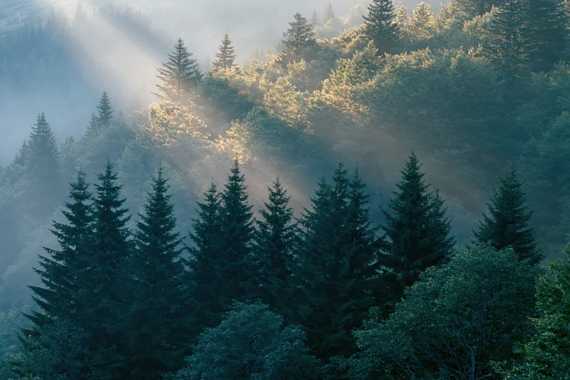 Dense spruce forest on a mountain slope with sunlight piercing through mist at dawn
