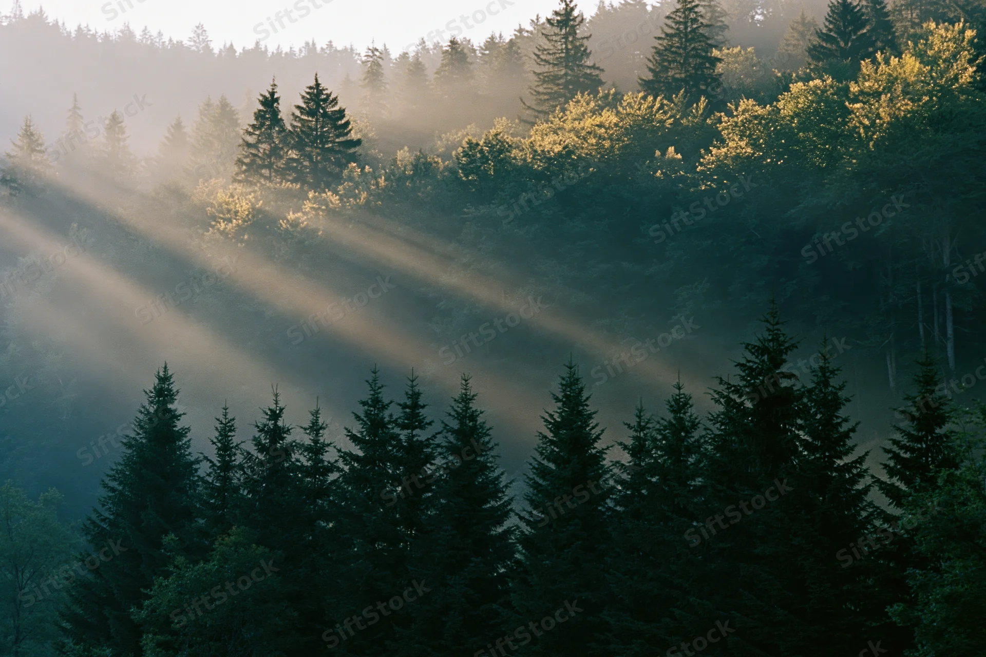 Sunlight streaming through misty spruce forest on mountain slope at dawn