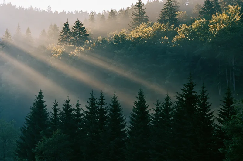 Sunlight streaming through misty spruce forest on mountain slope at dawn
