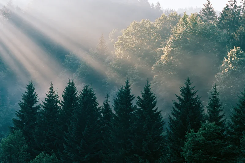 Dense mixed forest on a mountain slope with mist and sunbeams filtering through the trees