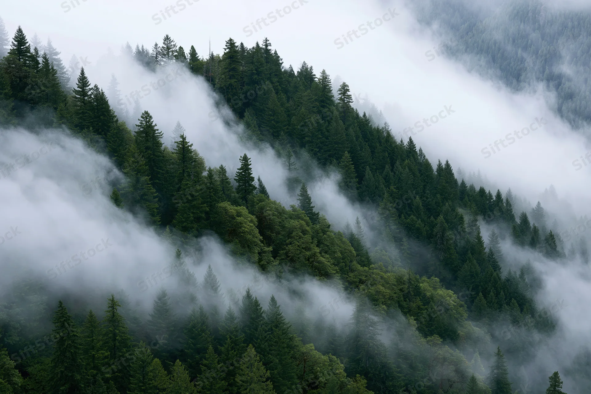 Dense evergreen forest on a misty mountainside with fog swirling through the treetops