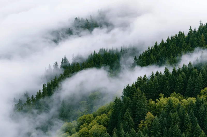 Dense evergreen forest on a misty mountainside with fog swirling through the treetops