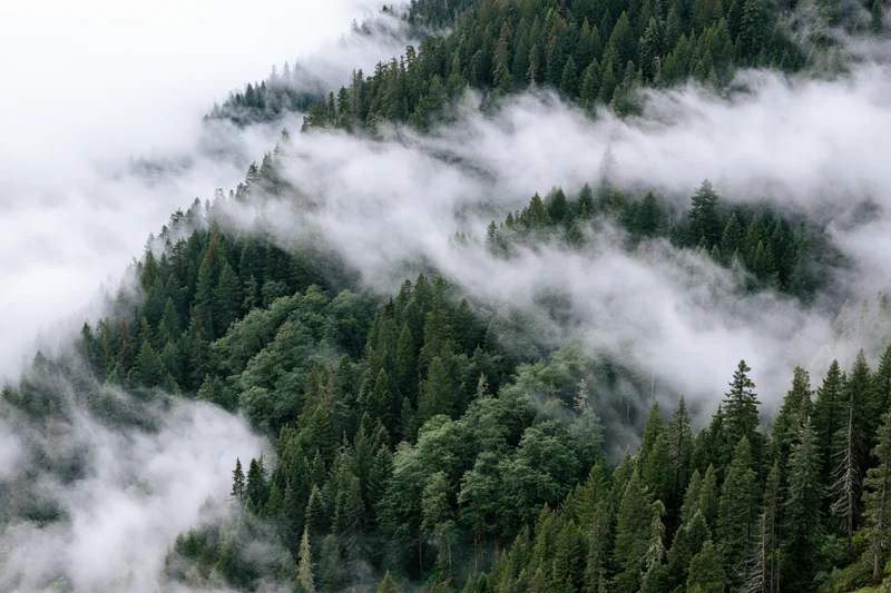 Dense evergreen forest on a misty mountainside with fog drifting through the treetops