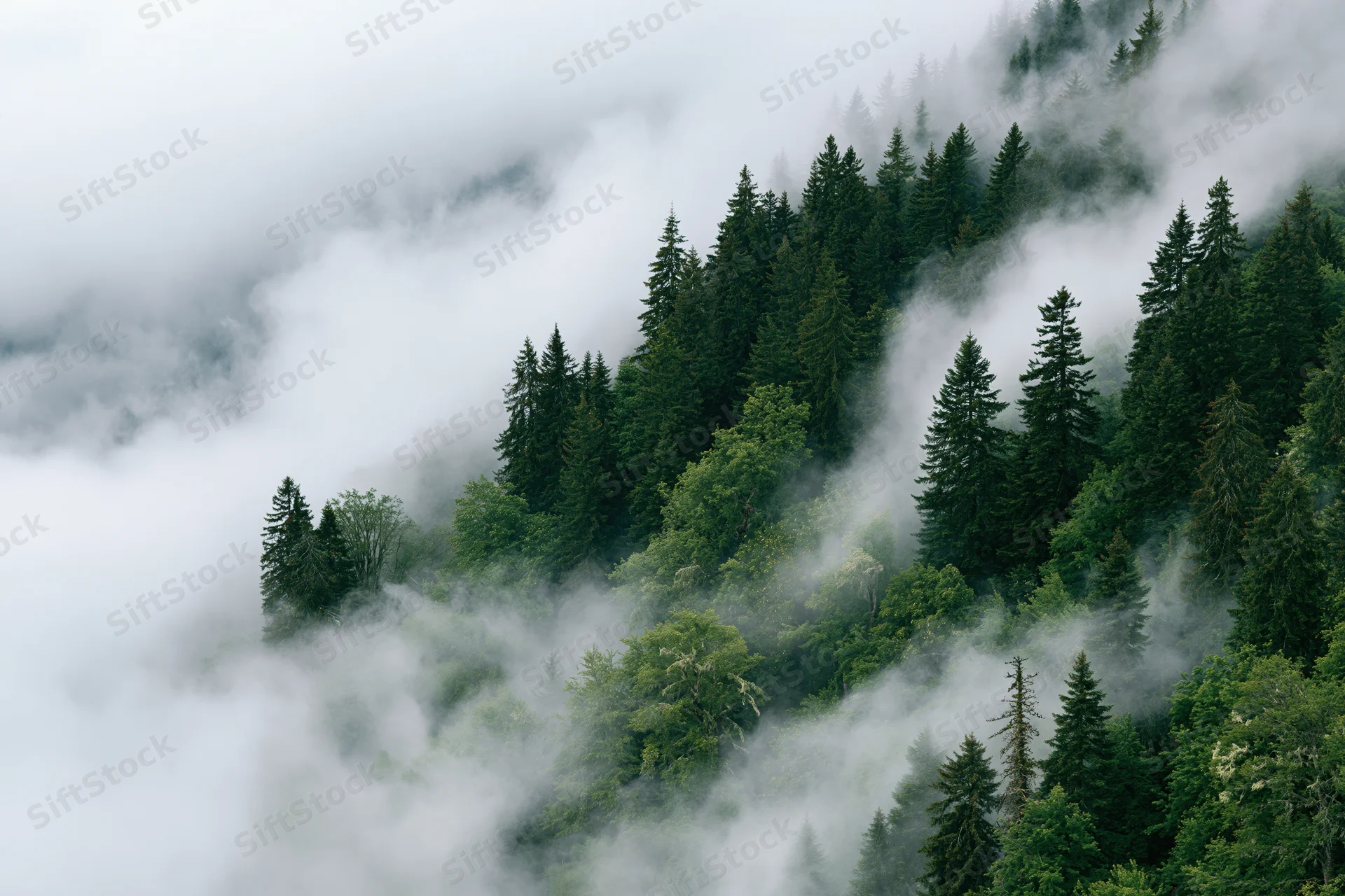 Dense mixed forest on a steep hillside partially swallowed by fog and clouds