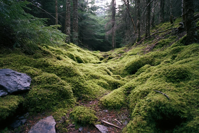 Moss-covered forest floor winding between conifer trees in a shaded woodland