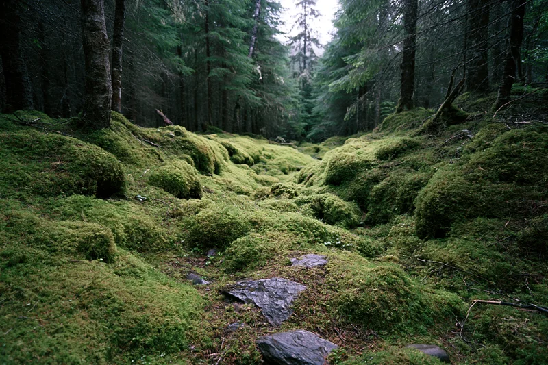 Moss-covered forest floor with conifer trees receding into shaded woodland