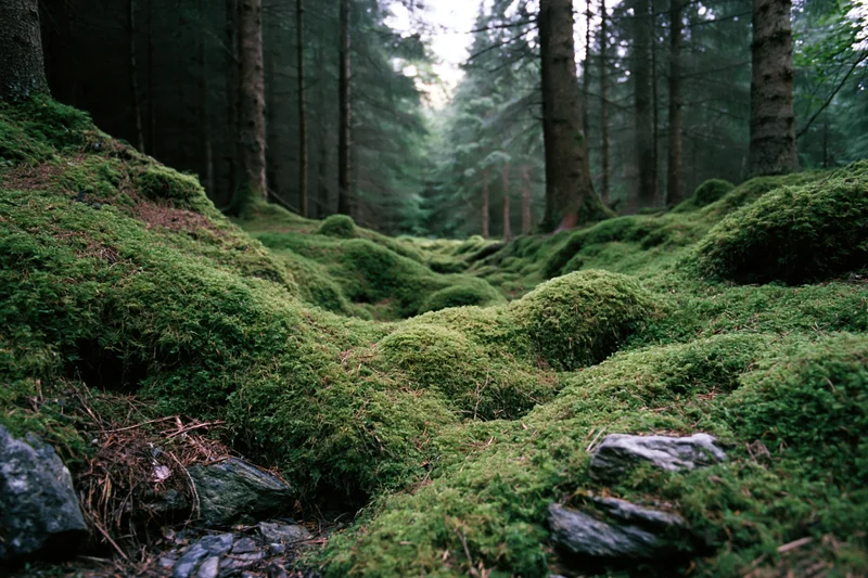 Moss-covered forest floor receding into a dense conifer woodland