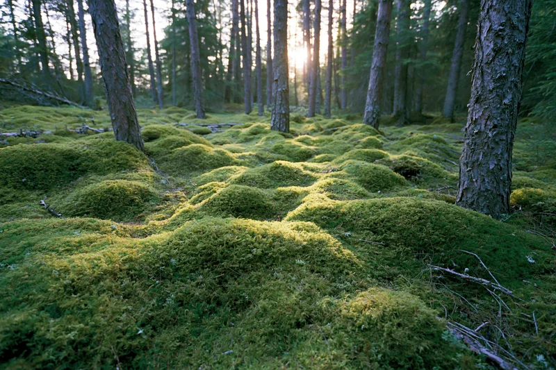 Dense moss mounds covering forest floor with sunlight filtering through tall conifer trees