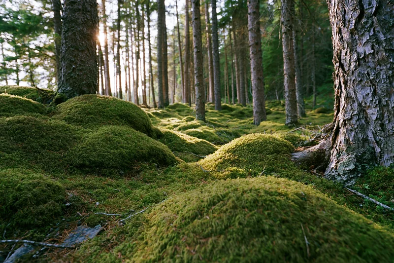 Moss-covered forest floor with tall pine trees and dappled sunlight filtering through the canopy
