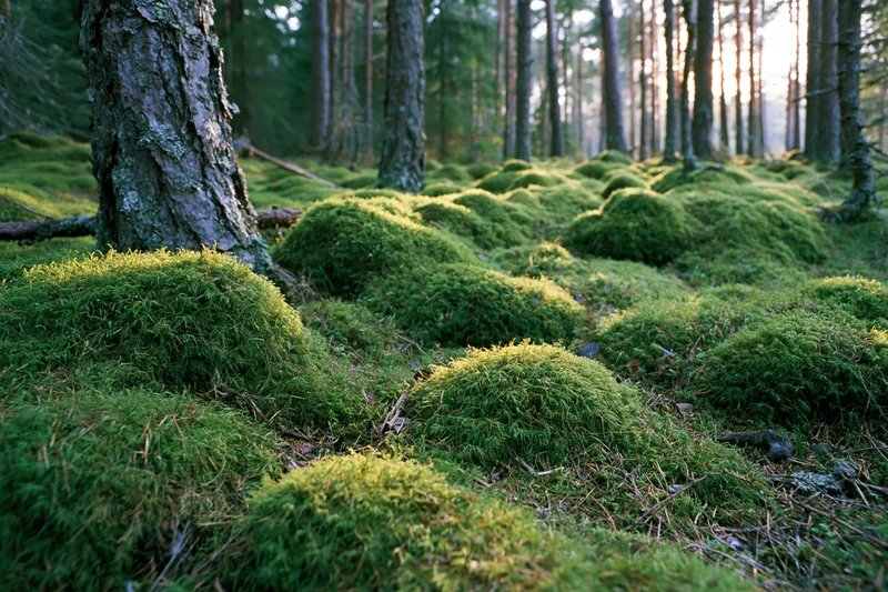 Dense moss mounds covering forest floor in boreal woodland with sunlight filtering through trees