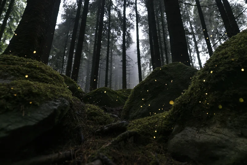 Moss-covered rocks glowing with bioluminescent light in a dense spruce forest at dusk