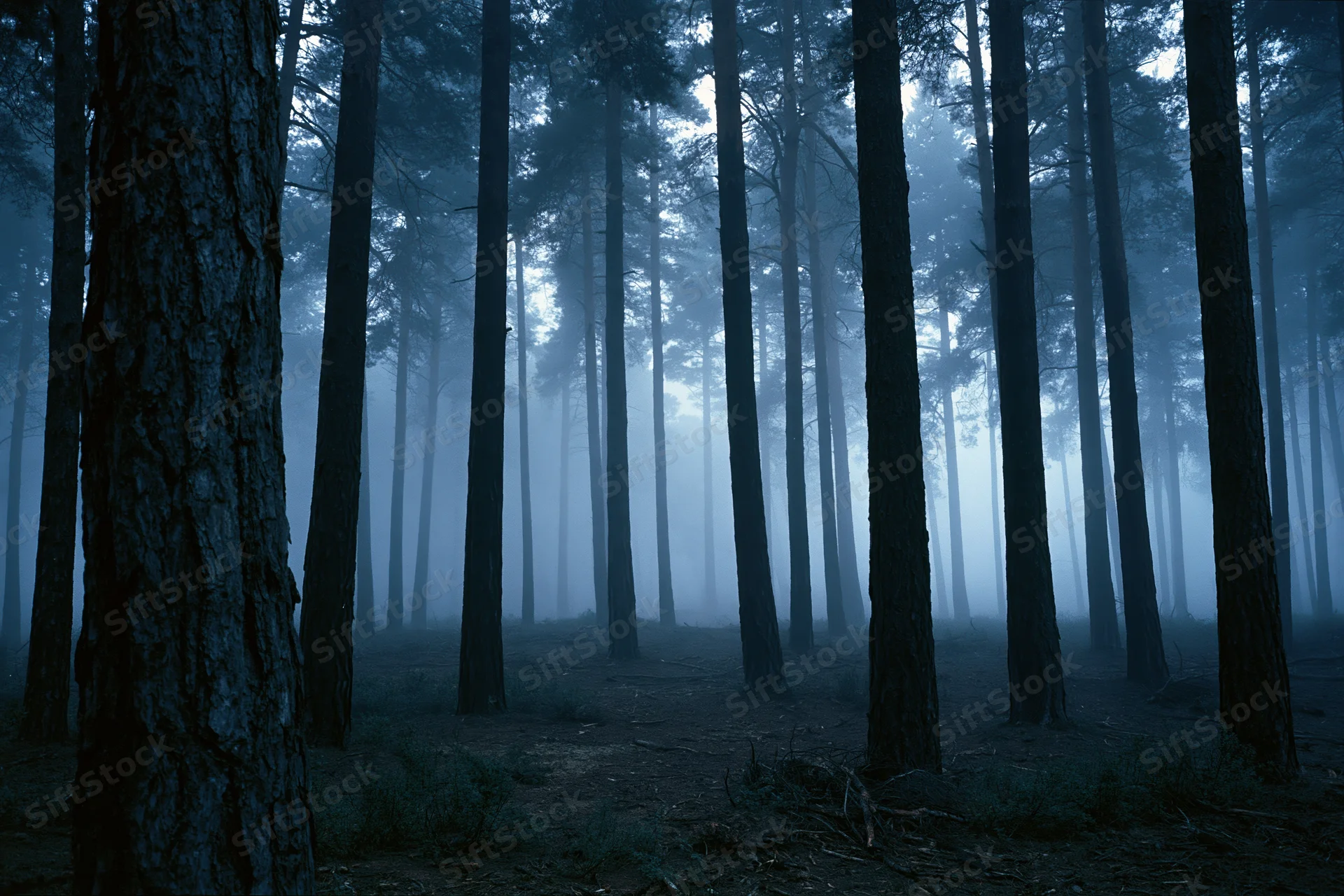 Tall pine trees in a dense forest shrouded in thick ground fog at night