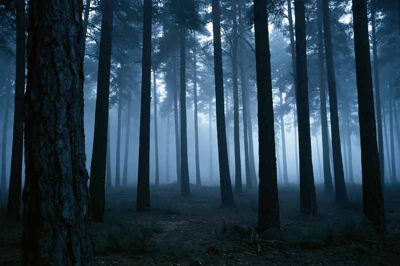 Tall pine trees in a dense forest shrouded in thick ground fog at night