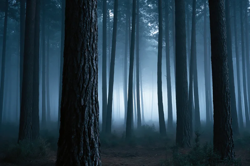 Dense pine forest at night shrouded in thick ground fog with tall trees and misty atmosphere