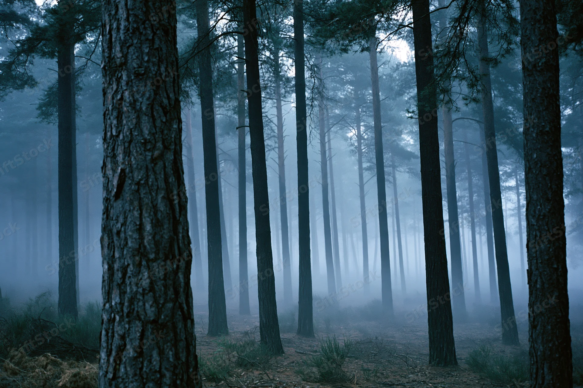 Dense pine forest at night shrouded in thick ground fog