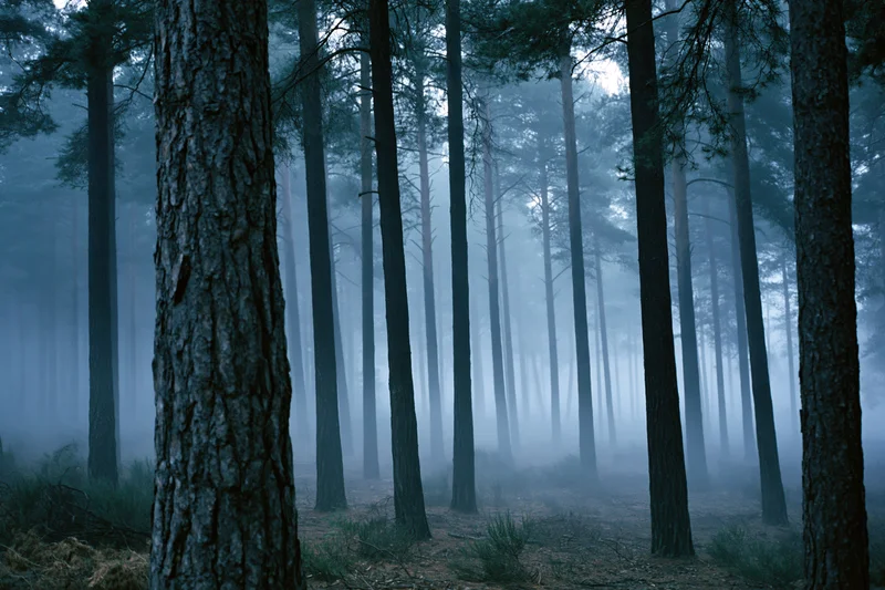 Dense pine forest at night shrouded in thick ground fog