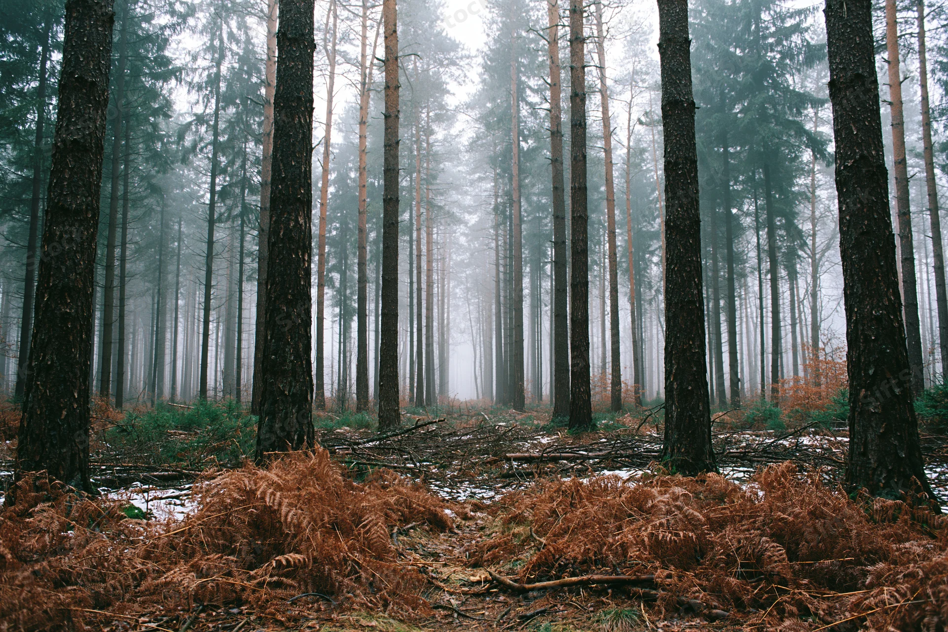 Tall straight pine trees in a foggy winter forest with brown ferns on the ground