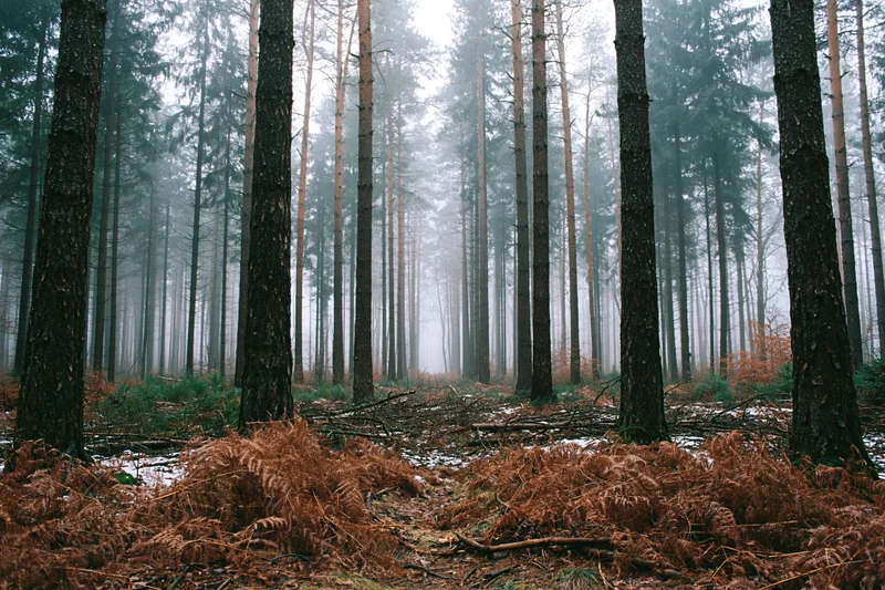 Tall straight pine trees in a foggy winter forest with brown ferns on the ground