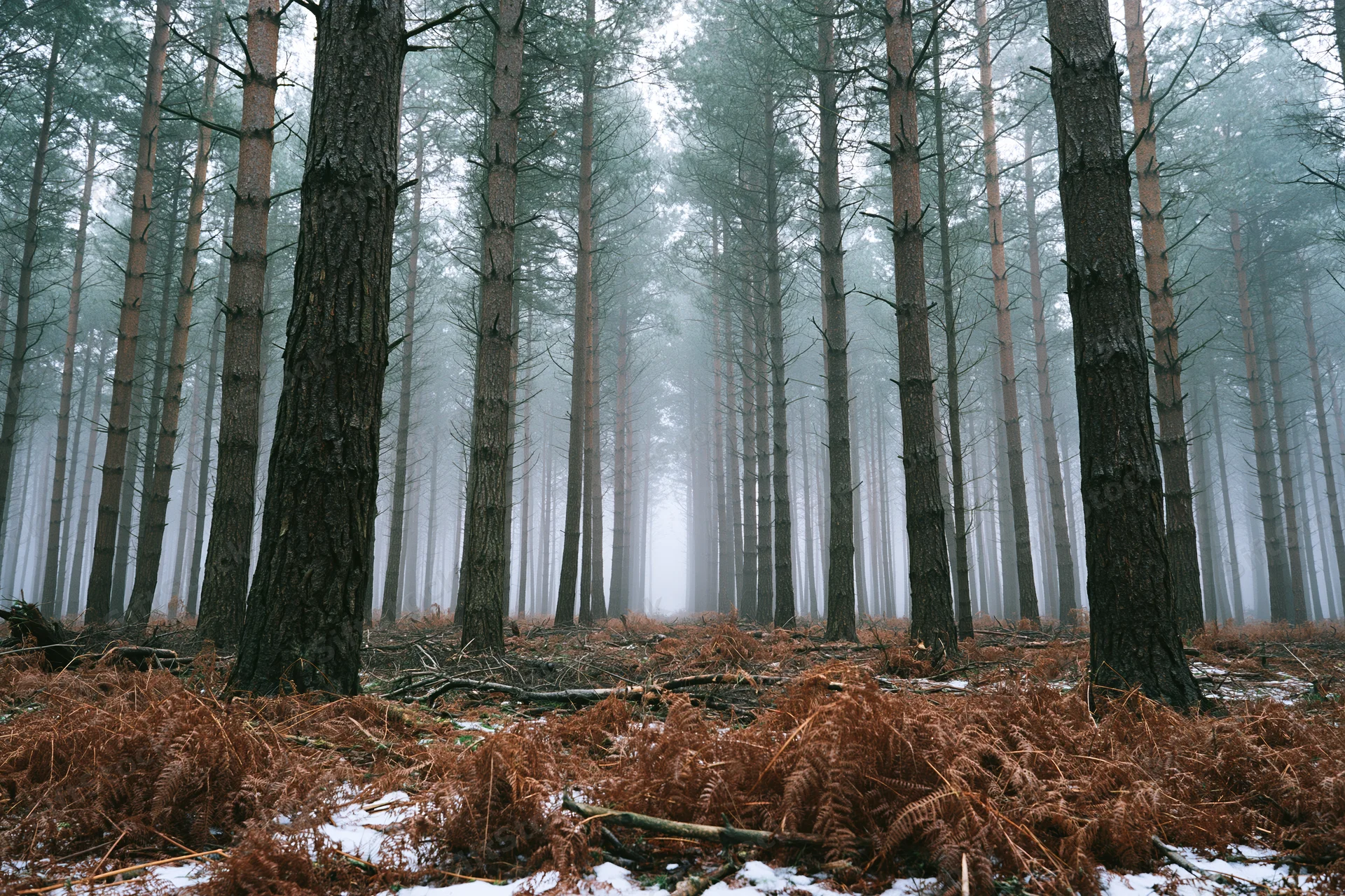 Dense pine forest interior in late winter with tall straight trunks, fog, snow, and dead ferns on the ground
