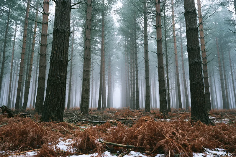 Dense pine forest interior in late winter with tall straight trunks, fog, snow, and dead ferns on the ground
