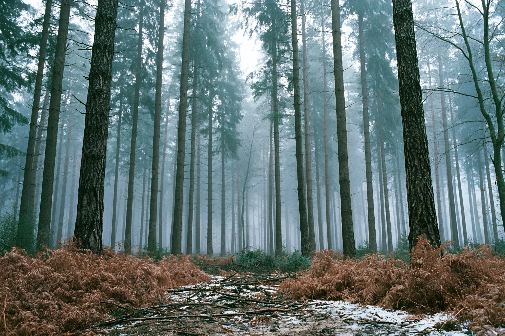 Tall pine trees in a foggy forest with snow-dusted ground and brown ferns in late winter