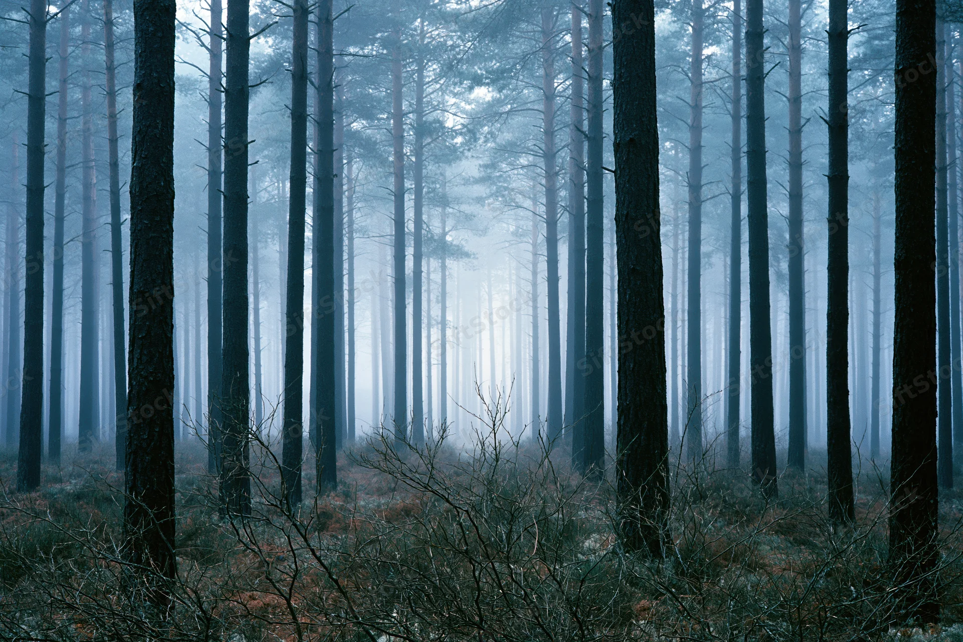 Tall dark pine trees in a foggy forest with misty atmosphere and sparse underbrush