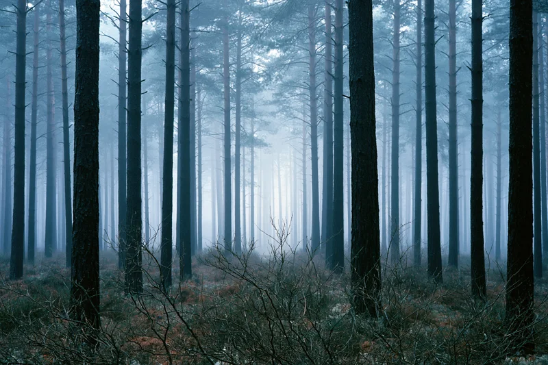 Tall dark pine trees in a foggy forest with misty atmosphere and sparse underbrush