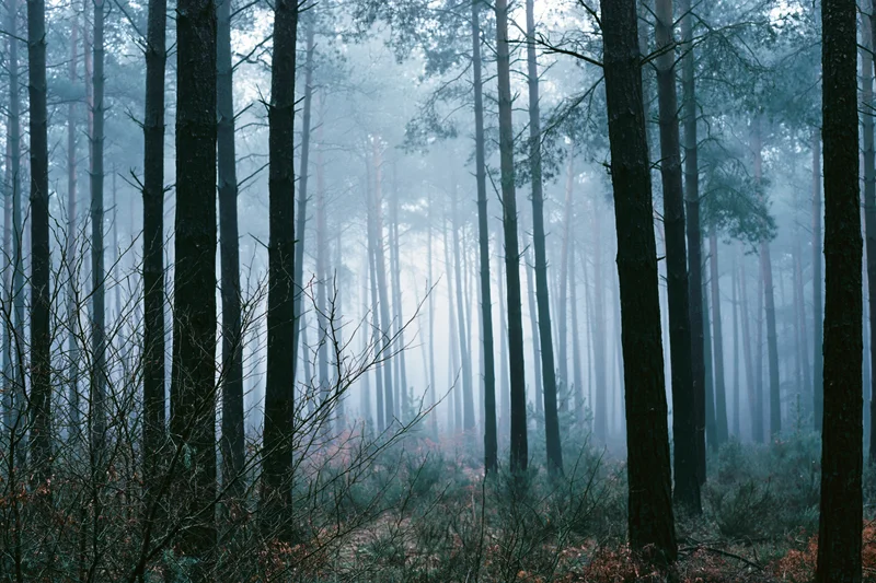 Tall dark pine trees in a dense foggy forest with misty overcast light filtering through the canopy