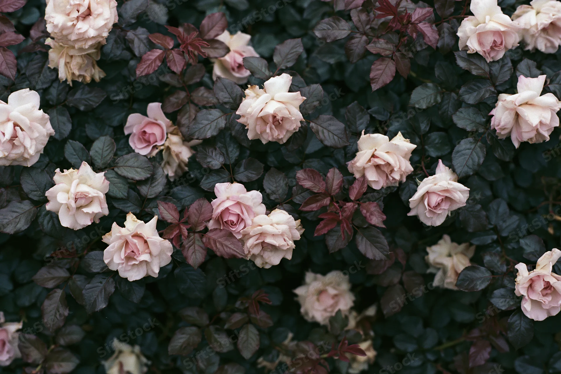 Overhead view of dense rose bush with cream and pink blooms among dark green foliage