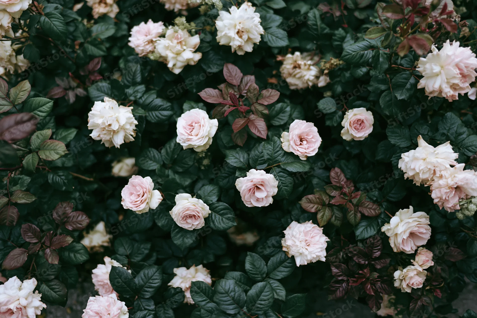 Overhead view of dense rose bush with cream and pink blooms among dark green foliage
