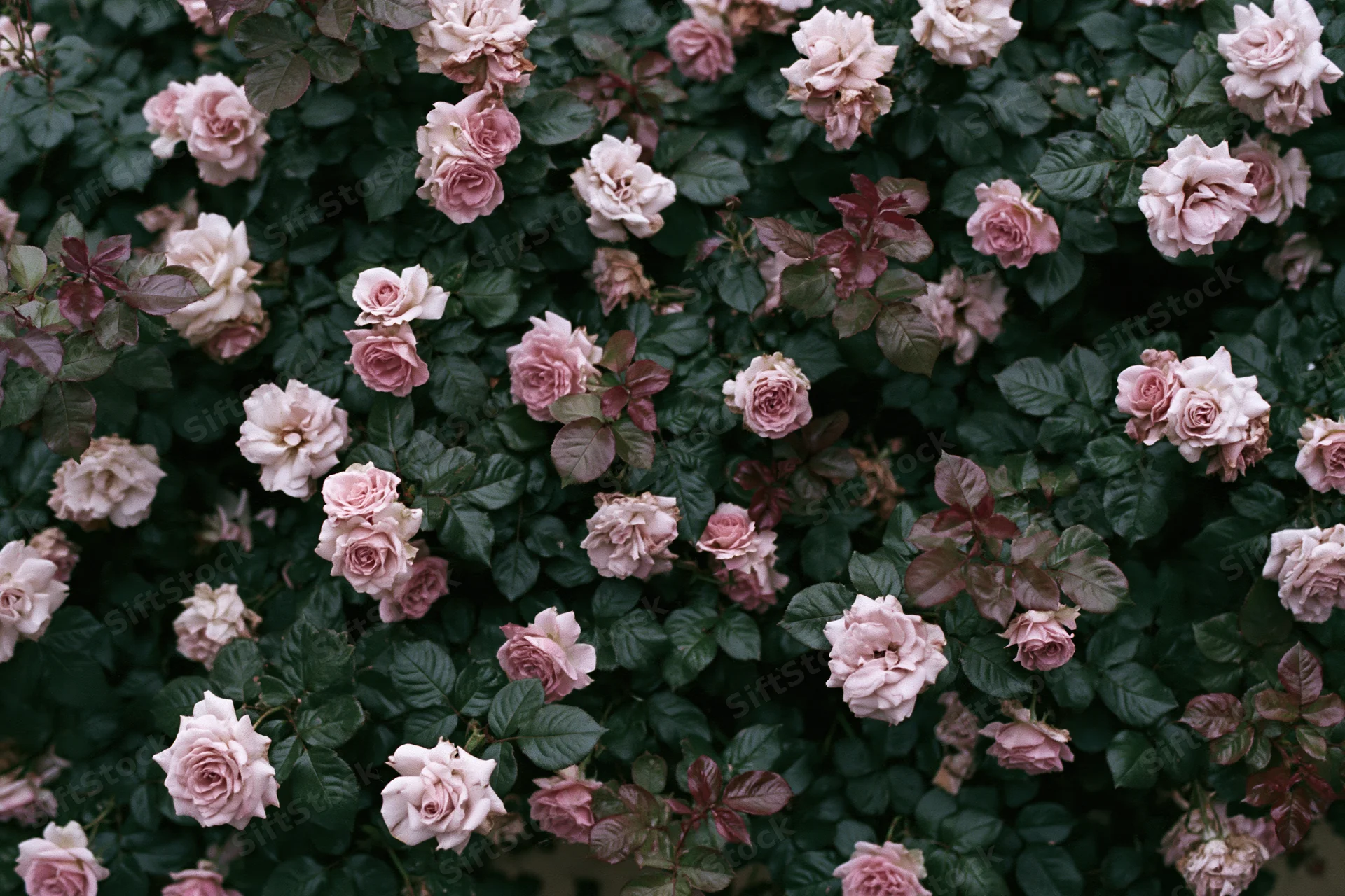 Dense rose bush with cream and pink blooms viewed from directly above in a garden setting